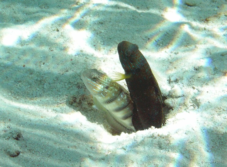 23- Couple de gobies - Ilot Gi.JPG